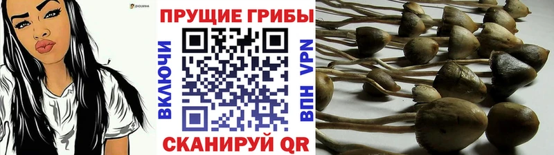 где купить наркоту  Саяногорск  Галлюциногенные грибы Cubensis 